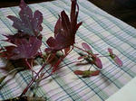 080922_1924~0001.jpg