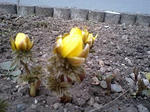 090406_1624~0001.jpg