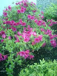 090601_1811~0001.jpg