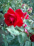 PA0_0050.JPG