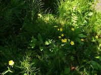 GW-3(6
