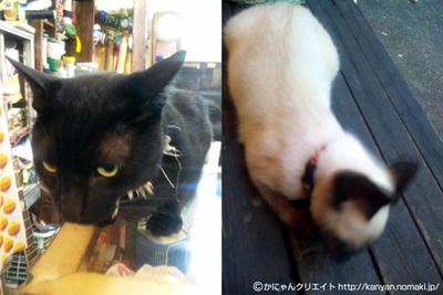 小熊とアメヲ