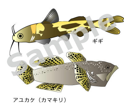 ギギとアユカケ