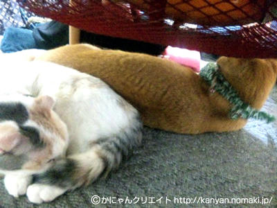 こたつねこ