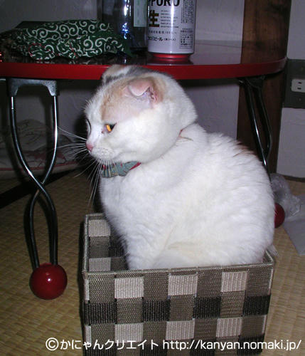 はこねこ