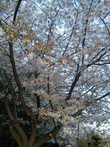 2011桜