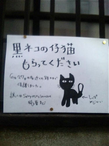黒猫貰って下さい