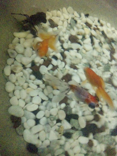 金魚
