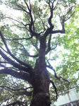 SH3G0018.JPG