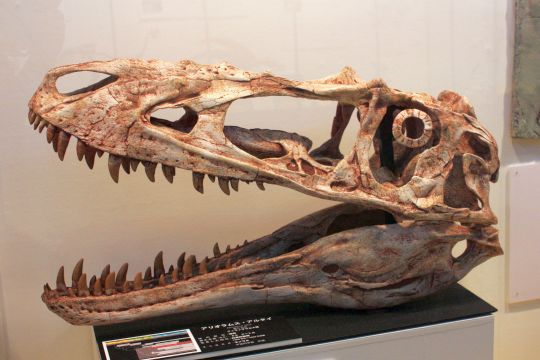 アリオラムス・アルタイ Alioramus altai