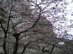 IMGP0630.JPG