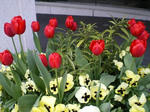 IMGP1174.JPG