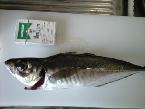 aji.JPG