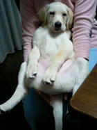 アイメイト,ラブラドールレトリバー