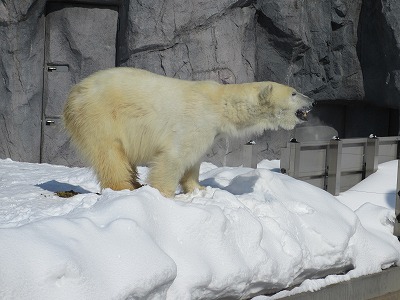 旭山動物園は寒い