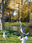 Regent Park5