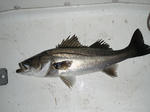 sP4100203.jpg