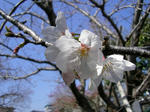 2007桜2