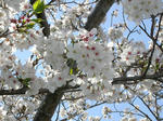 公園の桜　かなり咲いたアップ