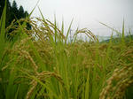 稲穂（9月15日）