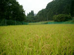 稲（9月15日全景）