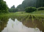 田んぼ（大）