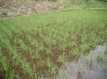 田んぼ