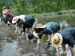 田植え