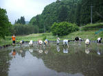 田植え