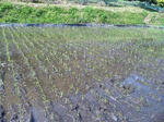 田植え