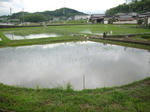 田植え