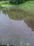 田植え