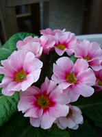DSC02077.JPG