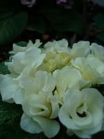 DSC02076.JPG