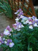 DSC01880-45.JPG