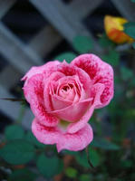 DSC01889-45.JPG