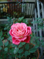 DSC01973-45.JPG