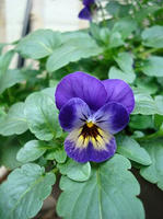 DSC02100-45.JPG