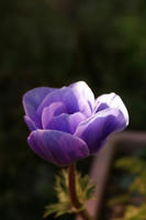 DSC04409-45.JPG