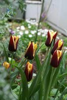 DSC04417-15.JPG