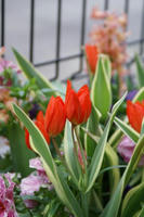 DSC04435-15.JPG