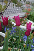 DSC04449-15.JPG