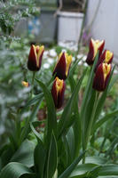 DSC04419-45.jpg