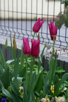 DSC04441-45.jpg