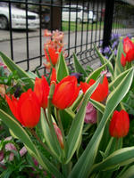 CIMG0751-455.jpg