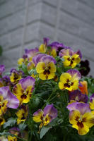 DSC04416-45.jpg