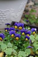 DSC04423-45.jpg