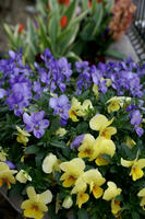 DSC04431-45.jpg