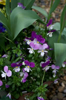 DSC04448-45.jpg