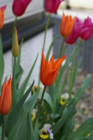 DSC04454-45.jpg